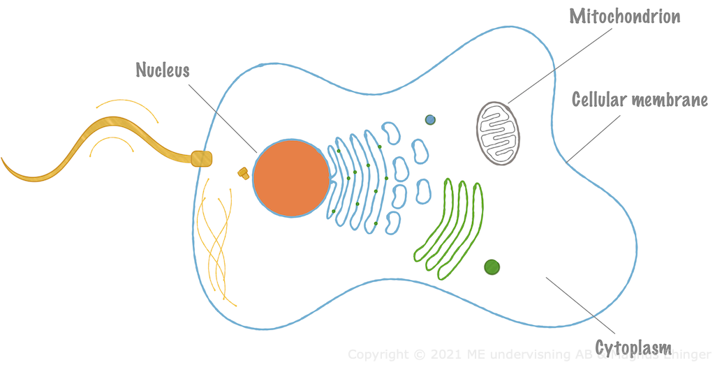 A typical eukaryotic cell.