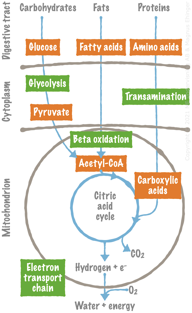 An overview of the catabolic processes, and where they take place.